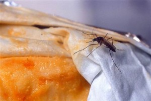 Saviez-Vous Que Fromage qui pue  moustique malaria