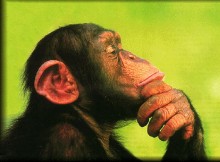 Saviez-vous que les chimpanzés reconnaissent fesses