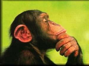 Saviez-vous que les chimpanzés reconnaissent fesses