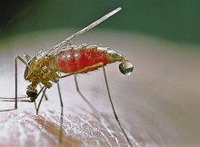 western malaria mosquito