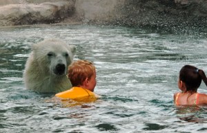 Saviez-vous qu'en Ontario, on pouvait faire trempette avec des ours polaires