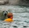 Saviez-vous qu'en Ontario, on pouvait faire trempette avec des ours polaires