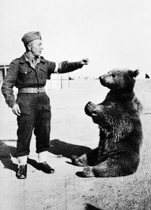 Saviez-vous qu'on ours brun avait déjà été élevé au rang de Caporal d'armée