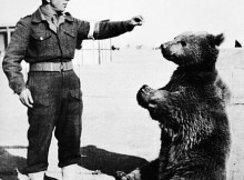 Saviez-vous qu'on ours brun avait déjà été élevé au rang de Caporal d'armée