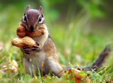 Saviez-vous qu'un écureuil oubliait la moitié des endroits où il stockait sa bouffe