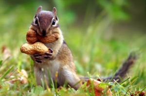 Saviez-vous qu'un écureuil oubliait la moitié des endroits où il stockait sa bouffe