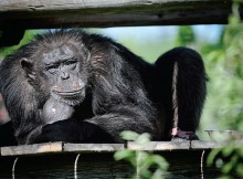 Saviez vous qu’il existe un sanctuaire pour chimpanzés à Chambly