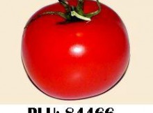 Tomate transgénique  biologique code PLU spécifique