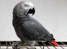 perroquets gris d'Afrique