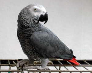 perroquets gris d'Afrique