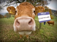 saviez-vous que vache_avec_nom_donne_plus_de_lait