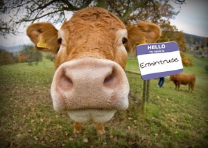 saviez-vous que vache_avec_nom_donne_plus_de_lait